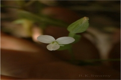 Canscora decussata